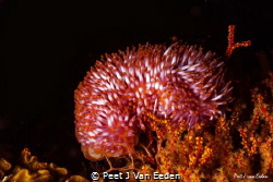 Walking sea anemone a rare and unique species of the Cape... by Peet J Van Eeden 